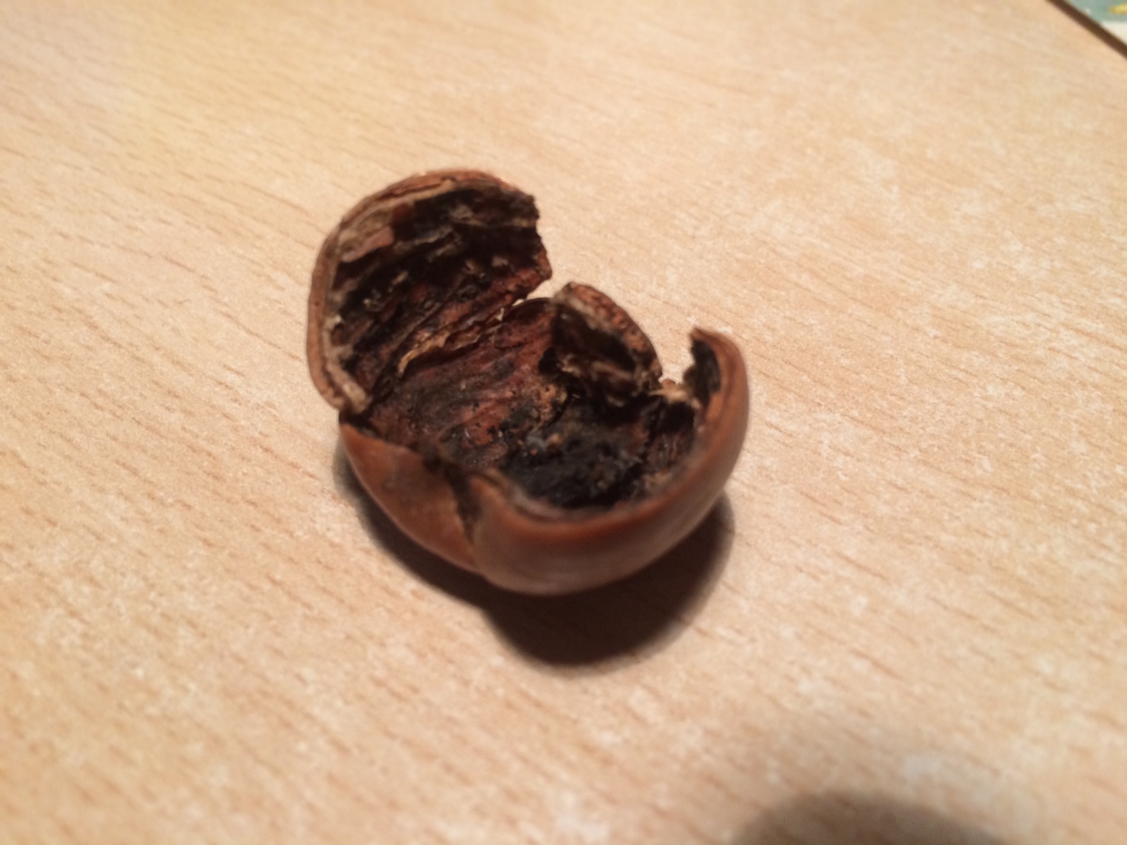 hakspoor op Amerikaanse eikel